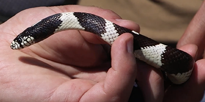 San Jose snake